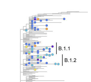 Cropped image of mpox phylogenetic tree